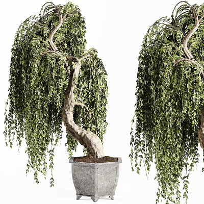 Chinese potted plant 3d model