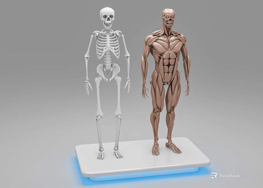 Human Limbs Anatomy Skeleton And Muscle Structure Educational Display Models 3d model 