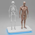 Human Limbs Anatomy Skeleton And Muscle Structure Educational Display Models 3d model