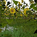 Sunflowers Growing in Field with Lush Green Leaves and Bright Sunlight
