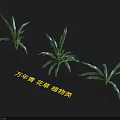 Healthy Evergreen Houseplants Featuring Slender Green Leaves As Indoor Decorative Plants