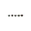 Decorative Garden Ornaments With Paeonia Lactiflora White Pink Red Blooms And Green Leaves