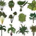 Various Types of Arbor Trees with Diverse Foliage and Trunk Structures