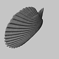 Brown And White Striped Fan Shaped Seashell With Ribbed Texture On Blue Background