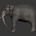 Realistic Elephant With Long White Tusks Gray Skin And Curved Trunk