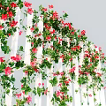 Lush Green Vines With Red Flowers Climbing On White Fence And Fresh Leaves