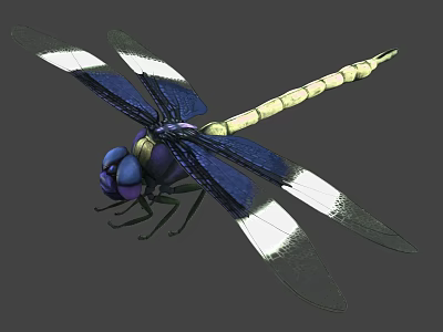 3D Rendered Dragonfly With Blue Yellow Body And White Blue Wings 3d model