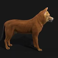 Detailed Realistic Brown Dog 3D Model With Upright Ears Standing Pose