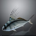 Blue And White Striped Fish With Black Head And Long Dorsal Fin Rays