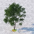 Majestic 12 Meters Tall Arbor in Paved Ground with Green Circular Area and Human Silhouette
