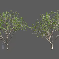 Two Green Leaf Trees With Branches And Small Figure On Black Background 3d model