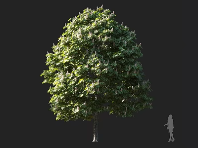 Tall Arbor With Lush Green Leaves And Rounded Canopy Against Dark Background With Person Silhouette 3d model