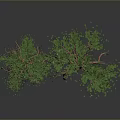 Two Trees With Visible Roots And Green Leaves On Gray Background 3d model