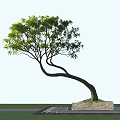 Graceful Curved Trunk Tree With Lush Green Leaves On Stone Base Against Clear Sky