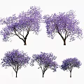 Purple Flowering Trees With Various Shapes For Landscape Design