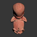 Realistic Human Fetus 3D Model Showing Developing Organs And Fetal Hair Structure