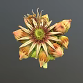 3D Model Flower With Yellow Orange Petals Green Center And Unopened Buds