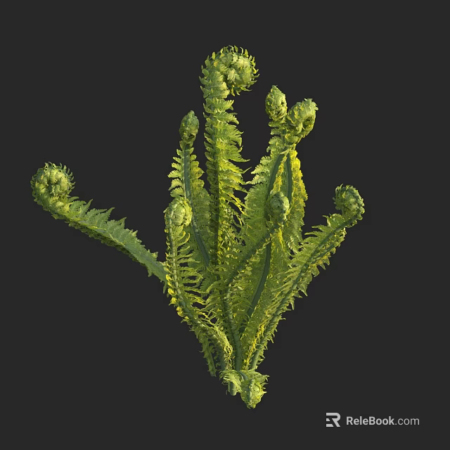 Fern Plant With Curled Fronds And Lush Green Leaves Growing Naturally 3d model 