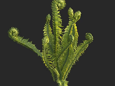 Fern Plant With Curled Fronds And Lush Green Leaves Growing Naturally 3d model