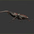 Detailed View of Red Brown Rhinoceros Beetle With Large Mandibles on Dark Background