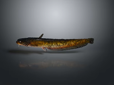 Brown Spotted Aquatic Fish With Long Body Shiny Surface And Fins 3d model