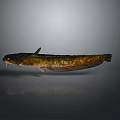 Brown Spotted Aquatic Fish With Long Body Shiny Surface And Fins