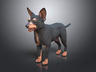 Small Black and Brown Dog with Erect Ears Standing on Gray Smooth Surface 3d model