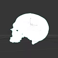 Human Skull Anatomical Structure with Detailed Natural Texture Isolated on Dark Background