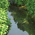 Garden Landscape Featuring Lush Green Plants Small Stream And Tree Reflections