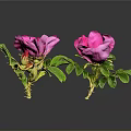 Bonsai Potted Plant With Pink Flowers And Green Leaves On Black Background