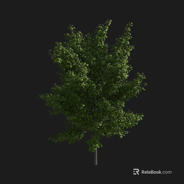 Lush Green Tree With Dense Foliage Strong Trunk And Full Canopy Against Dark Background 3d model 