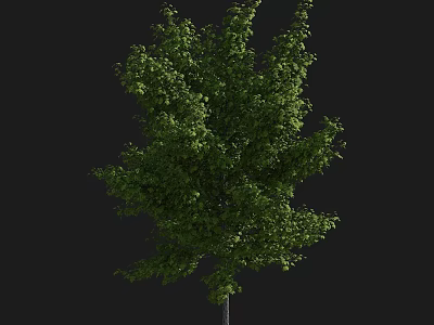 Lush Green Tree With Dense Foliage Strong Trunk And Full Canopy Against Dark Background 3d model