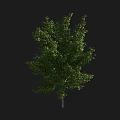 Lush Green Tree With Dense Foliage Strong Trunk And Full Canopy Against Dark Background