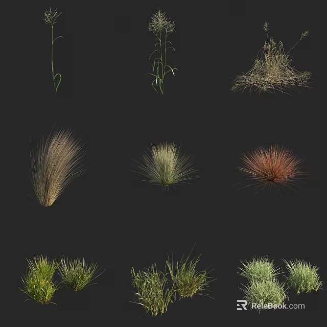 Beautiful Collection of Diverse Ornamental Grasses in Various Colors and Shapes 3d model 