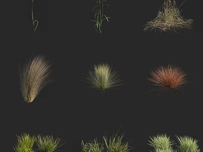 Beautiful Collection of Diverse Ornamental Grasses in Various Colors and Shapes 3d model