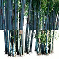 Lush Green Bamboo Plants With Long Leaves And Sturdy Stems In Outdoor Garden