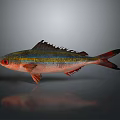 Colorful Fish with Red Eyes Yellow Blue Stripes Vibrant Fins Tail on Gray Background Reflection