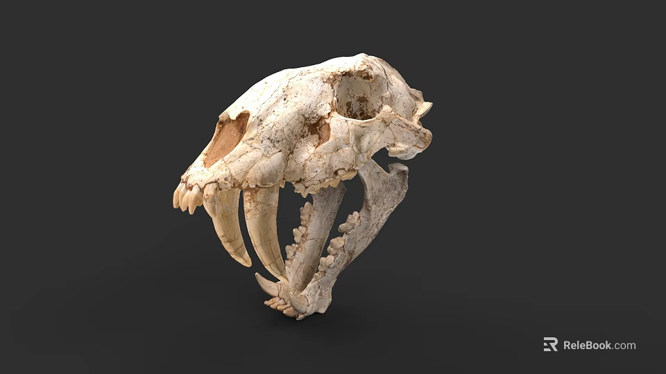 Ancient Saber Toothed Tiger Skull Fossil With Long Canine Teeth 3d model 
