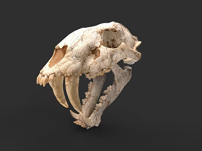 Ancient Saber Toothed Tiger Skull Fossil With Long Canine Teeth 3d model