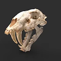 Ancient Saber Toothed Tiger Skull Fossil With Long Canine Teeth