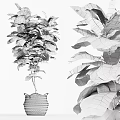 Indoor Bonsai Plant With Lush Green Broad Leaves In Woven Basket Pot