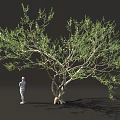 Lush Green Tree With Thick Trunk And Standing Person In Dark Background 3d model