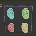 Highly Detailed Human Ear Organ Models Arranged on Gray Square Block