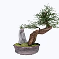 Bonsai Plant With Curved Trunk Decorative Stone And Ceramic Pot