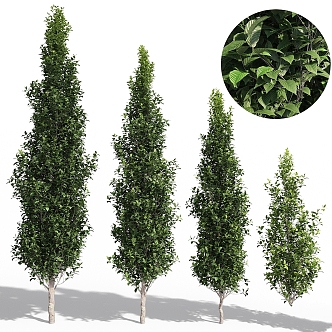 Modern gardening sketch Capino tree 3d model