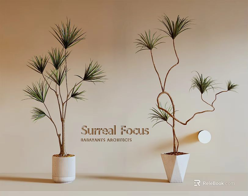 Potted Bonsai Trees In White Pots With Slender Curved Branches And Green Leaves 3d model 