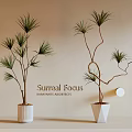 Potted Bonsai Trees In White Pots With Slender Curved Branches And Green Leaves
