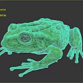 Green Frog With Large Black Eyes Bumpy Textured Skin And Outstretched Limbs On Dark Background