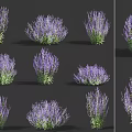 Purple Flowering Garden Plants With Green Leaves In Various Bush Shapes