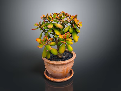 Succulent Plant With Green And Orange Leaves In Terracotta Pot With Saucer 3d model